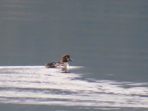 Common Goldeneye
