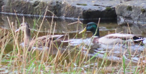 Mallard