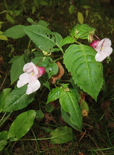 Himalayan balsam