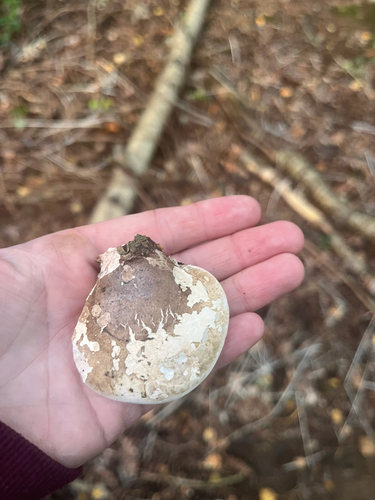 birch polypore