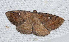 Casbia melanops
