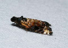 Asthenoptycha