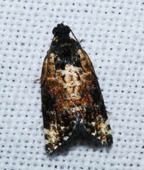 Asthenoptycha