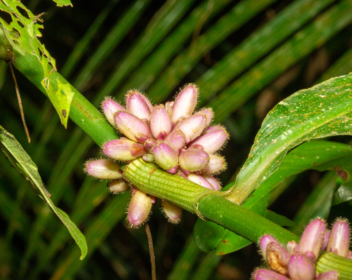 Amischotolype hispida observed 2026-07-15