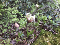 Rhododendron periclymenoides