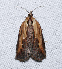 Cryptoptila immersana