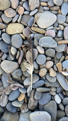 Plume de Fou de Bassan