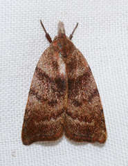 Tortricopsis euryphanella