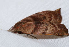 Tortricopsis euryphanella