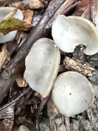 long-stalked gray cup