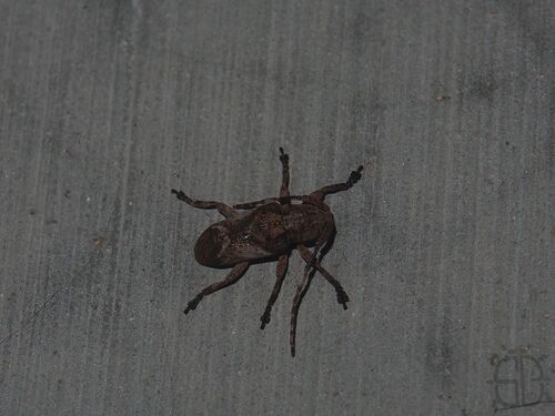 Pterolophia observed 2026-09-27