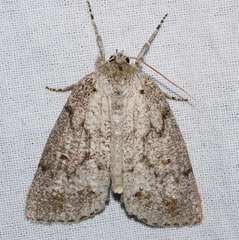 Mochlotona phasmatias