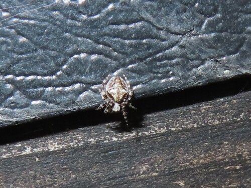 Evergreen Orbweaver