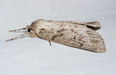 Mochlotona phasmatias