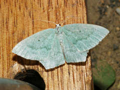 Maxates centrophylla