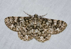 Thallogama corticola