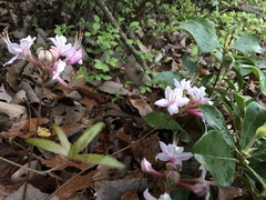 Rhododendron periclymenoides
