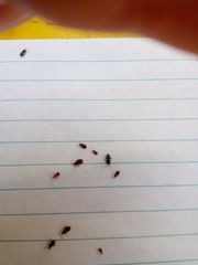 Oxycarenus luctuosus