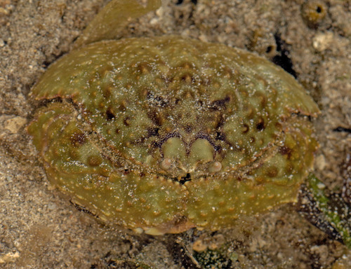 Calappa hepatica observed 2026-09-16