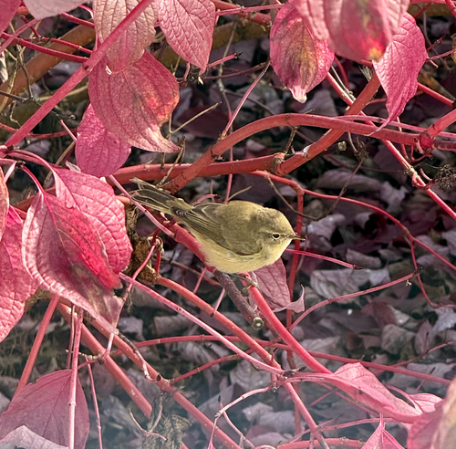 Common Chiffchaff