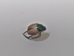 Popillia dilutipennis
