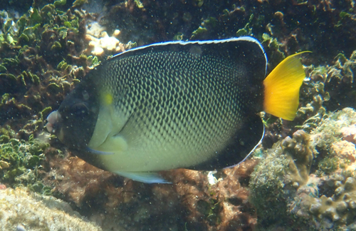 Apolemichthys xanthurus observed 2026-09-26