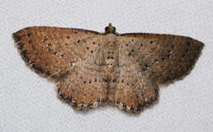 Chrysolarentia microcyma