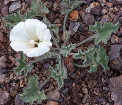 Calystegia collina oxyphylla