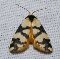 Thallarcha trissomochla