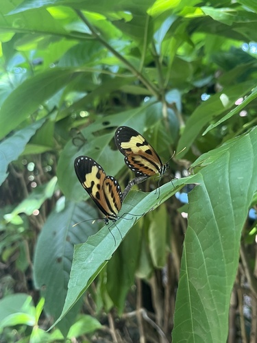 Polymnia Tigerwing