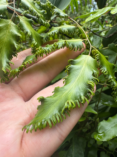 Lygodium reticulatum observed 2026-09-28