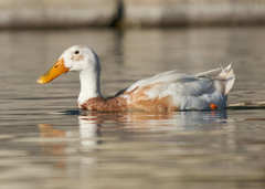 Anas platyrhynchos domesticus