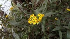 Tetrachyron manicatum