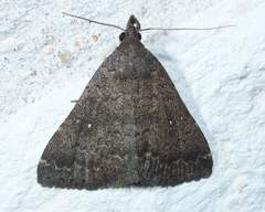 Hypenula cacuminalis