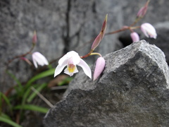 Bletilla formosana
