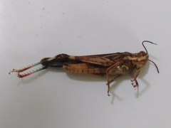 Aiolopus thalassinus