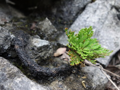 Selaginella tamariscina