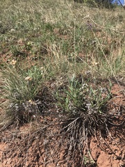 Saussurea salicifolia