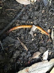 Scolopocryptops gracilis