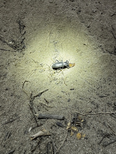 Eleodes gigantea