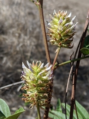 Glycyrrhiza lepidota
