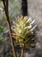Glycyrrhiza lepidota