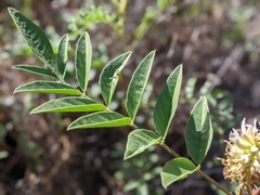 Glycyrrhiza lepidota