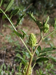 Glycyrrhiza lepidota