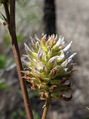 Glycyrrhiza lepidota