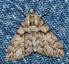 Lipogya exprimataria