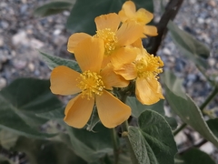 Allowissadula holosericea