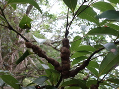Cinnamomum osmophloeum