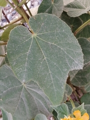 Allowissadula holosericea