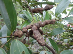 Cinnamomum osmophloeum